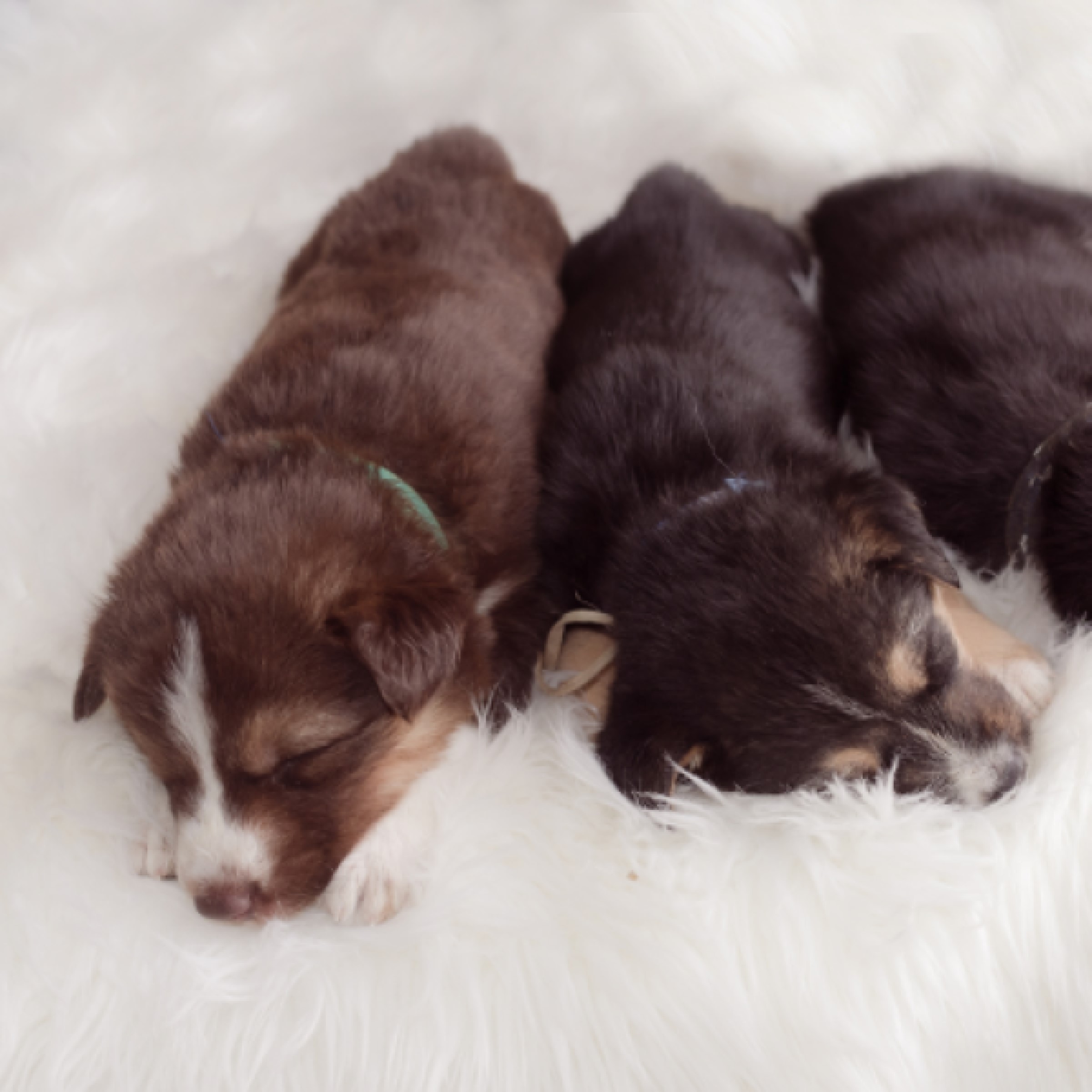 We said YES…to puppies